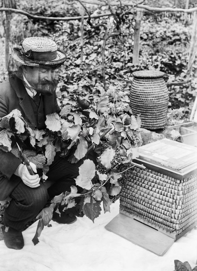 Expert en apiculture local